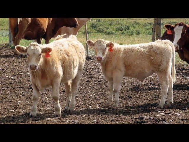 Border View Ranch - 2024 Exotic X Calves (Coronach, SK)