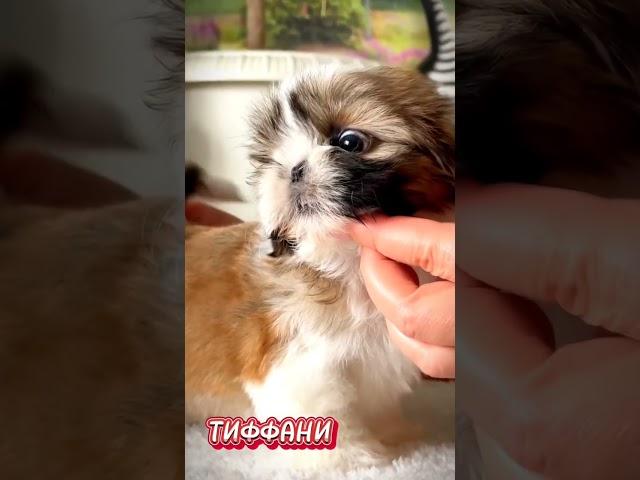 ши-тцу девочка!! /https://t.me/bernadElla/ 89031200386  питомник БЕРНАДЭЛЛА