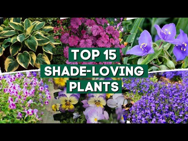 15 Shade-Loving Plants That Are Perfect For Your Garden!  // PlantDo Home & Garden