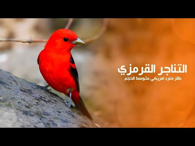 التناجر القرمزي هو طائر مغرد أمريكي متوسط الحجم ذو اللون الزاهي | كويست عربية Quest Arabiya