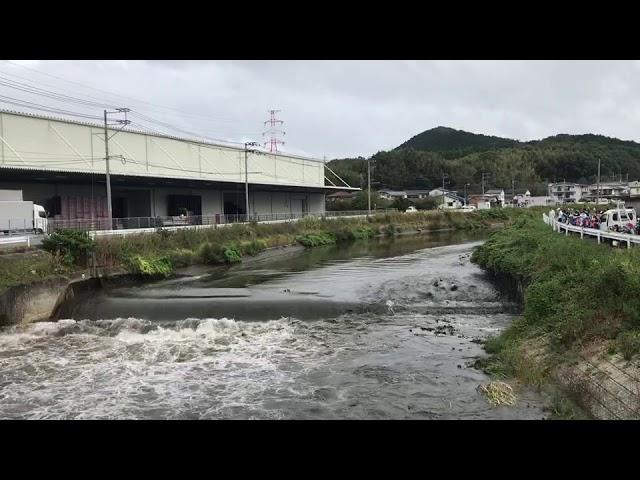 堰(せき)を倒した瞬間の様子（久原川）