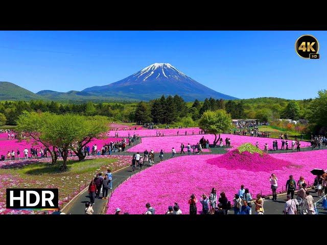 Walking around Mt. Fuji / Fujikawaguchiko • 4K HDR