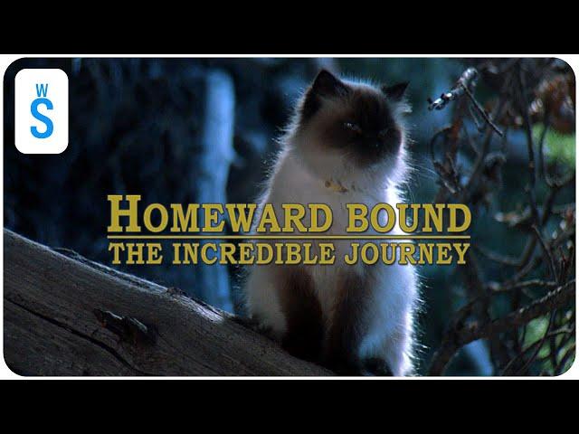 Homeward Bound: The Incredible Journey (1993) | Scene: First Night Out