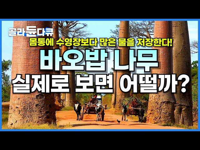 나이 5000살! 몸통에 무려 12만 리터 물을 저장하는 압도적 크기 바오밥 나무 실제로 보면 어떨까?│세계테마기행│#골라듄다큐