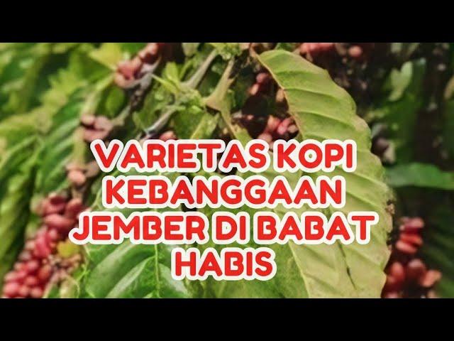 Kopi Kebanggaan Jember, Varietas Milo Pace Seluas 3 Hektar Dibabat Habis