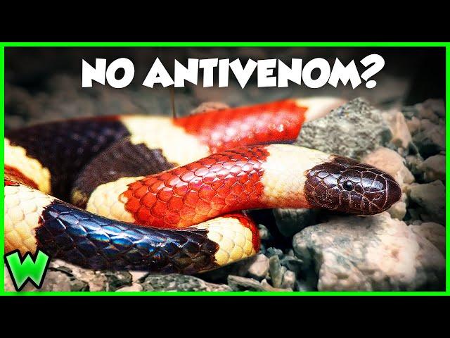 THIS is the Snake Bite to Worry About - The Coral Snake (ft. @smetlogik )