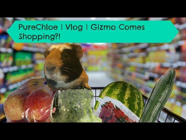 PureChloe | Vlog | Gizmo Comes Shopping!?