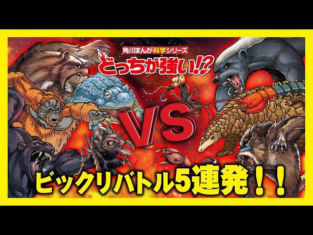 【どっちが強い！？】そんなのアリ!?クロヒョウvsマンドリルやオランウータンvsセンザンコウなどビックリバトル5戦を一気見!勝つのはどっちだ!?【漫画】