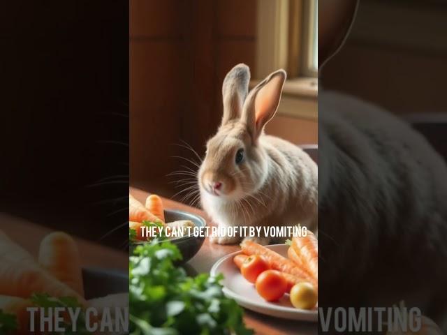 “The Shocking Truth About Rabbits: Why They Can’t Vomit!” #shortvideo #shorts