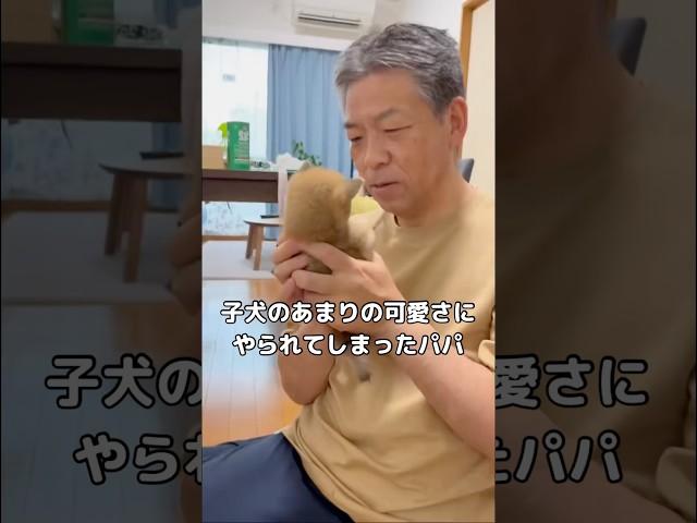 子犬のあまりの可愛さにデレデレなパパの動画 #子犬 #柴犬 #shorts