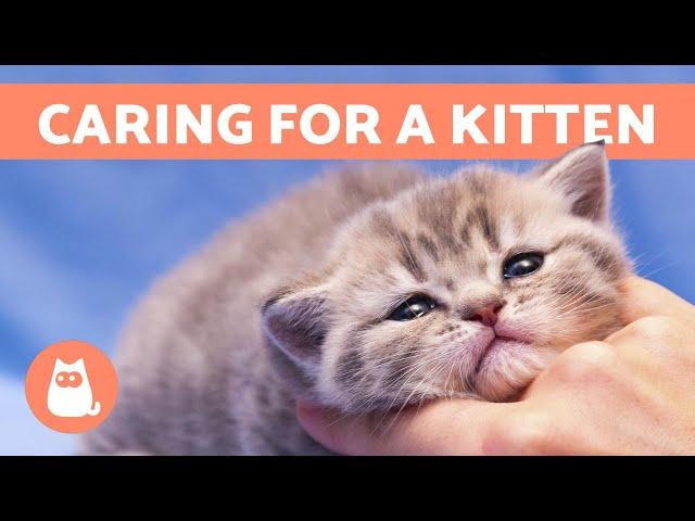 How to CARE for a KITTEN - Food, Education and Health