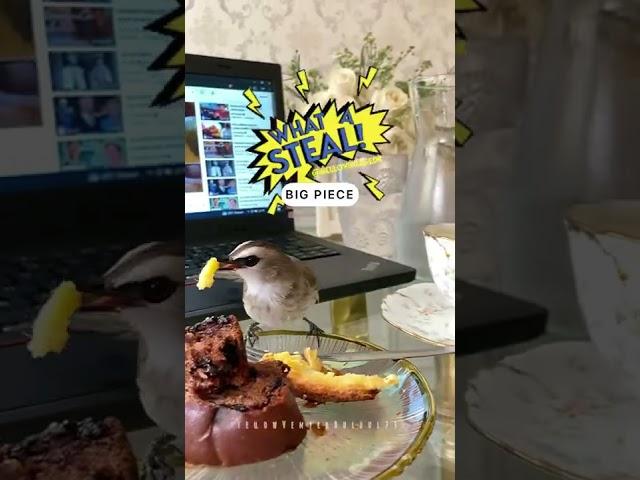 Brave Bird Steals Food 