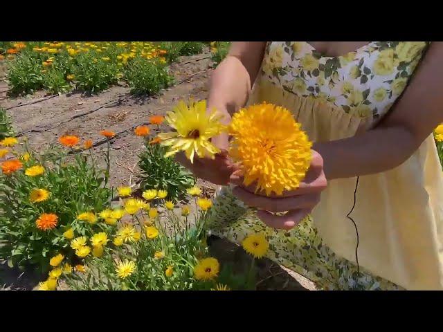 Harvesting The Best Calendula Flowers From Our Organic Farm!