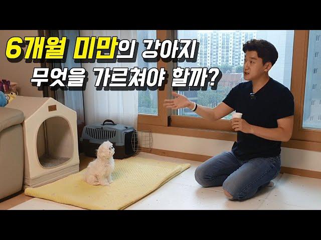 6개월 미만의 강아지 무엇을 가르쳐야 할까? (Feat. 말티즈)