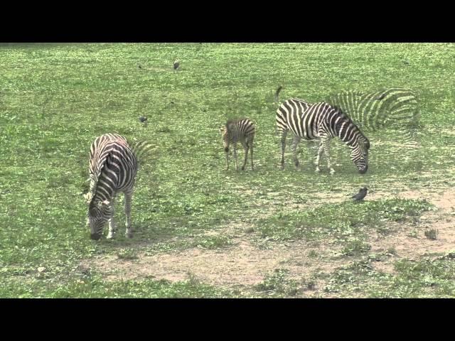 Chapman's Zebras and Foal, Newquay Zoo (27th June 2015)