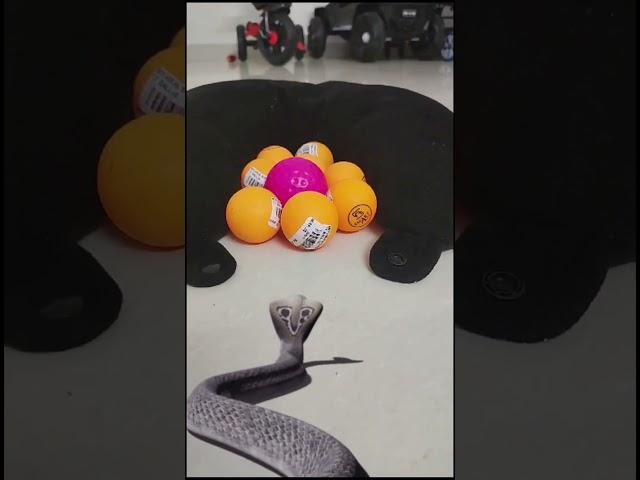 Snake vs Small balls / playing/ Come on guys#havish#cute