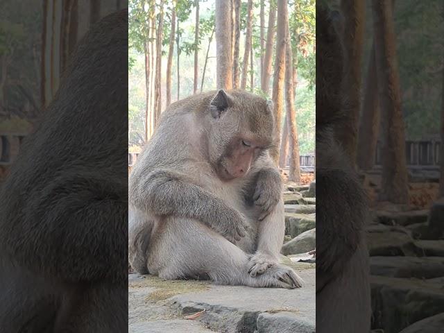 Mark #monkeys #monkeylove #shorts #animals