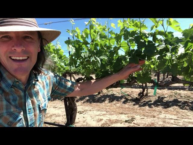 Conner Lee Vineyard merlot with Caleb Foster winemaker at J. Bookwalter Winery, Washington State