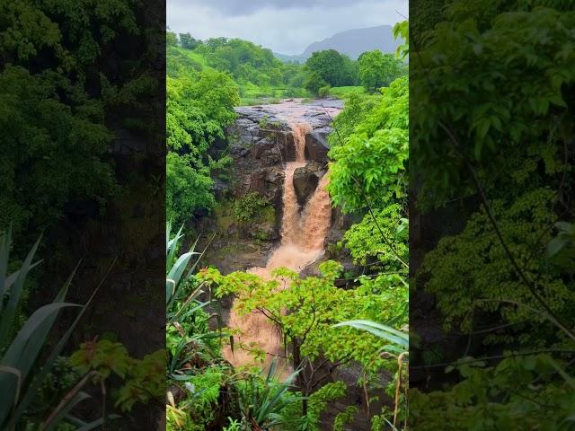 Bhandardara's Majestic Randha Waterfall. #Bhandardara #Randha #Waterfall #Majestic #ytshorts
