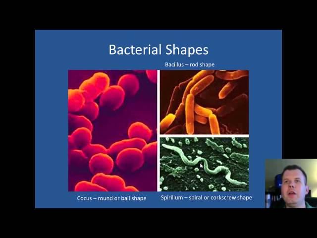 Cell Structure and Prokaryotes