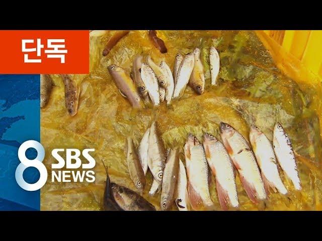 [단독] 안심하고 먹은 1급수 토종 민물고기에 기생충 '득실'…감염된 환자만 50만 명 추정 / SBS