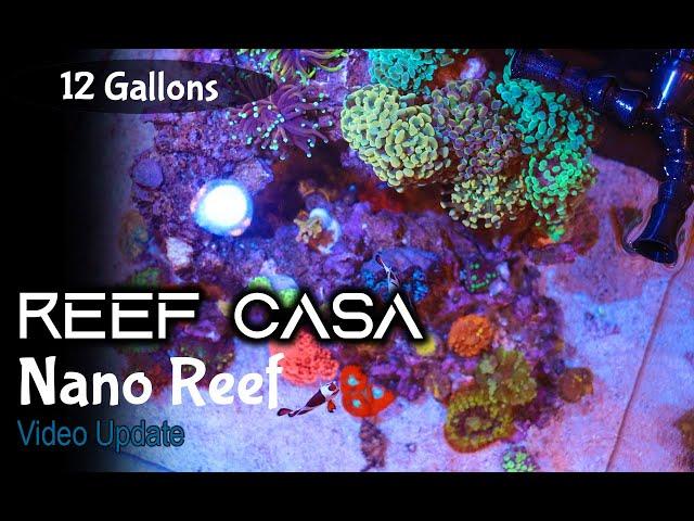 Reef Casa Studio 12 All In One Aquarium Update