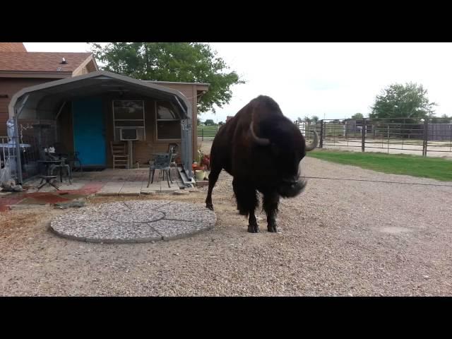 BISON DOES THE ICE BUCKET CHALLENGE