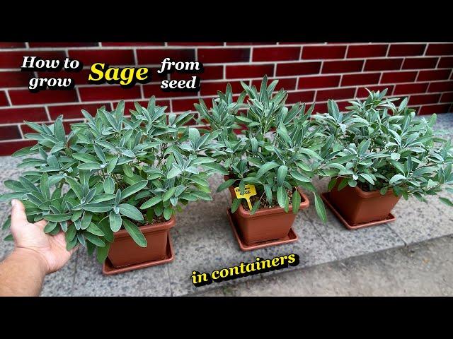 Growing Sage from Seed in Pots - Step by Step