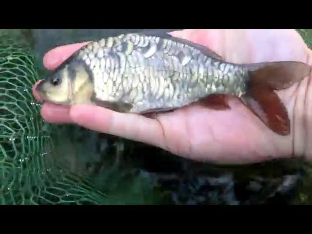 ENGLISH MIRROR CARP HD STOCK CHECK