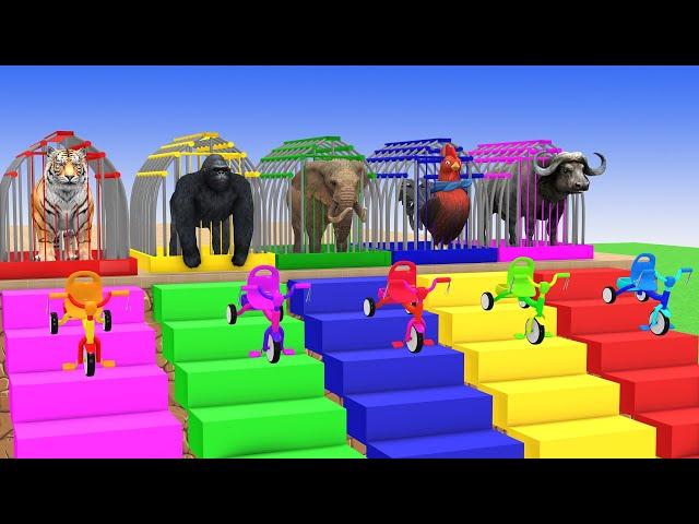 5 Giant Duck Cartoon,Cow,Elephant,Tiger,Lion,Dinosaur,Paint Wild Animals Crossing Fountain Animation