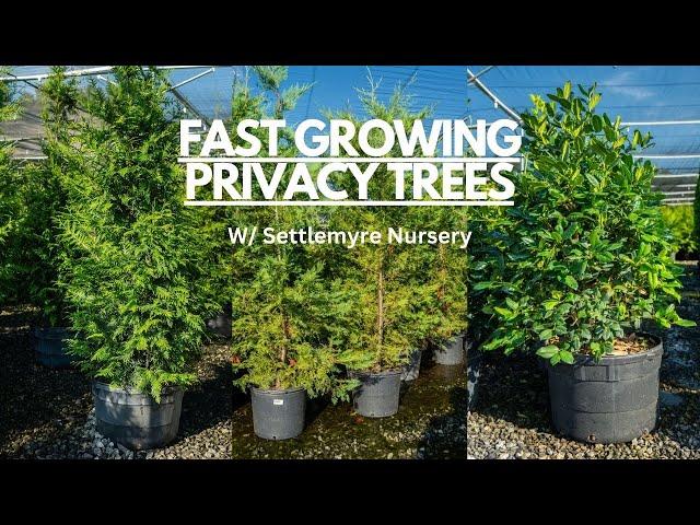 Fast Growing Privacy Trees! HOW TO Prune & Water Them!