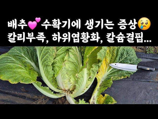 배추  수확기에 생기는 증상 하위엽황화현상, 칼리부족, 칼슘결핍 등