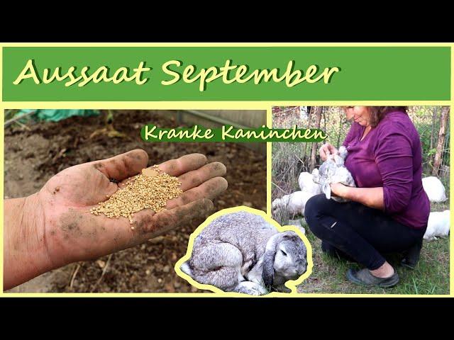 Aussaat September / Kranke Kaninchen