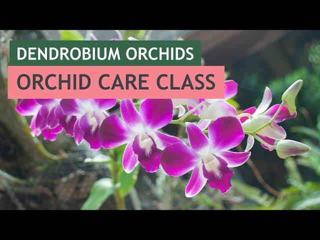 Dendrobiums: Vizcaya Orchid Care Class | #VizcayaMuseum