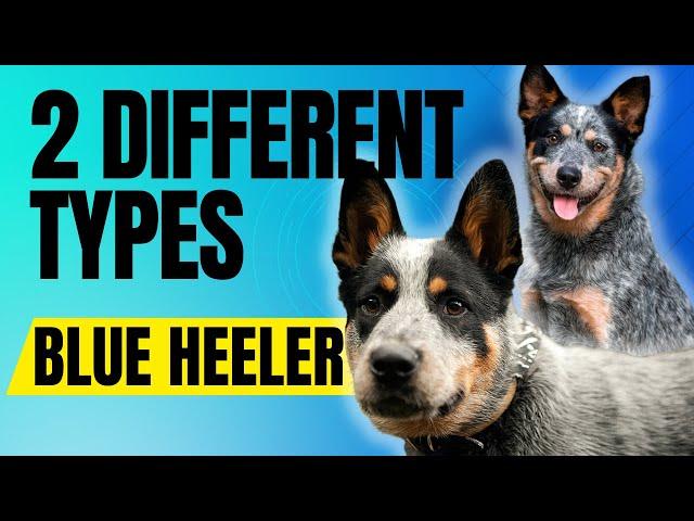 The Two Types Of Blue Heelers and How They Were Created