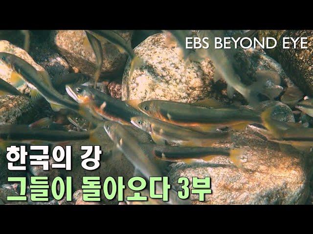 한국의 강 - 그들이 돌아오다 3부 ㅣ River of Korea - They're coming back part 3