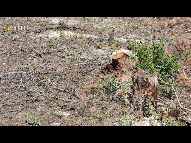 Turkey-backed faction cuts down hundreds of trees in Syria's Afrin