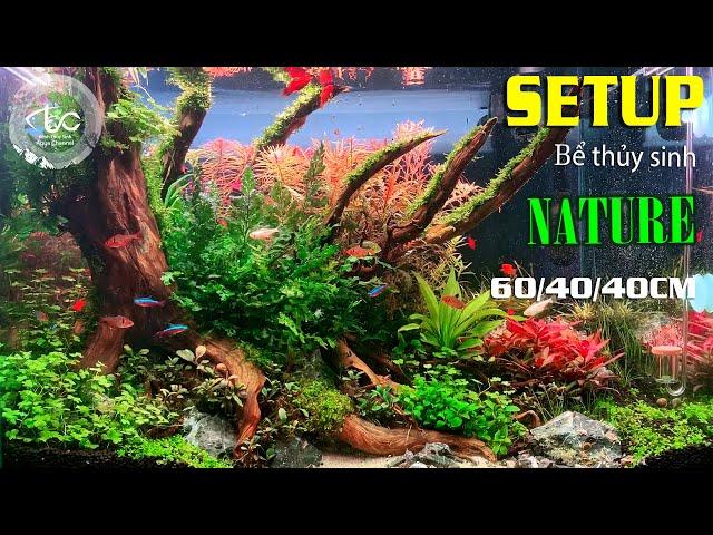 SETUP Bể thủy sinh phong cách tự nhiên | Setup Aquarium Nature | Tank 60/40/40cm #kenhthuysinh p50