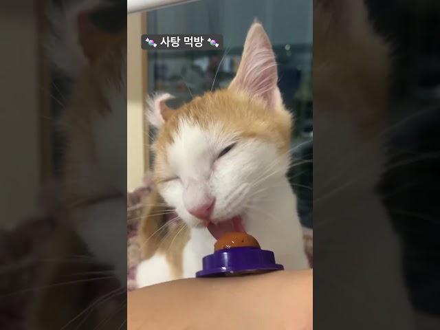 눈감고 사탕먹방 #cat #고양이 #귀여운 #코리안숏헤어 #cute #cutecat #아기고양이 #개인기 #사탕먹방 #존잘