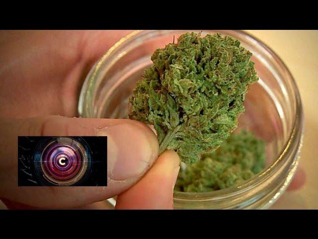 High tech times for medical marijuana in the US - BBC News
