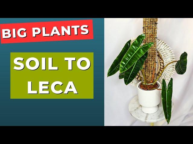 Move Big Plants From Soil To Leca Without Killing Them