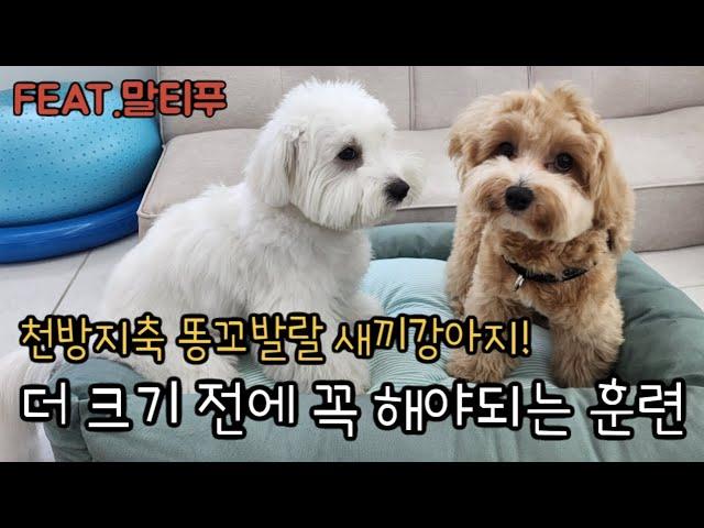 새끼강아지 퍼피트레이닝,지금 당장 따라해 주세요!!(ft.말티푸)