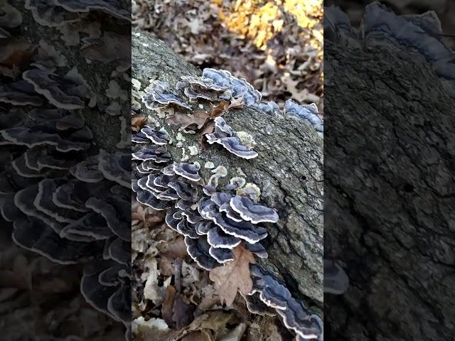 funghi del legno #bosco #nature #mushroom #wildlife