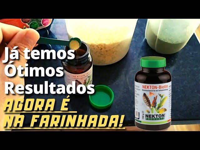 NEKTON biotin, por aqui ÓTIMOS resultados na MUDA dos coleiros!