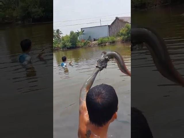 lặn bắt cá ngát bằng tay