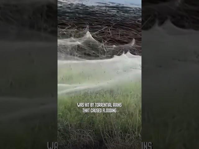 ️ Monster Spider Webs Take Over Field! ️ #shorts