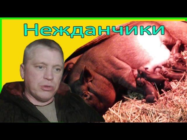 Свинka принесла поросят//Нежданный 0п0р0с  //Зауральское подворье