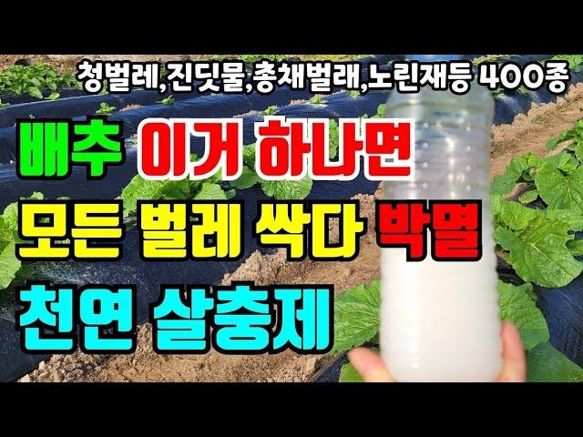 배추 지금 속에 벌레가 이러다 배추 못먹어요.천연살충제로 모든벌레 싹 박멸