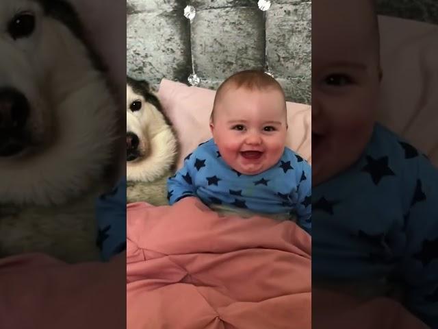 Husky keeps baby company and is happy every day! #fuuny #dog #cute #foryou #usa