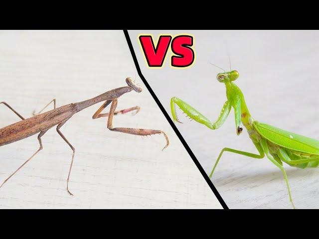 Broken Arm Mantis VS Another Mantis